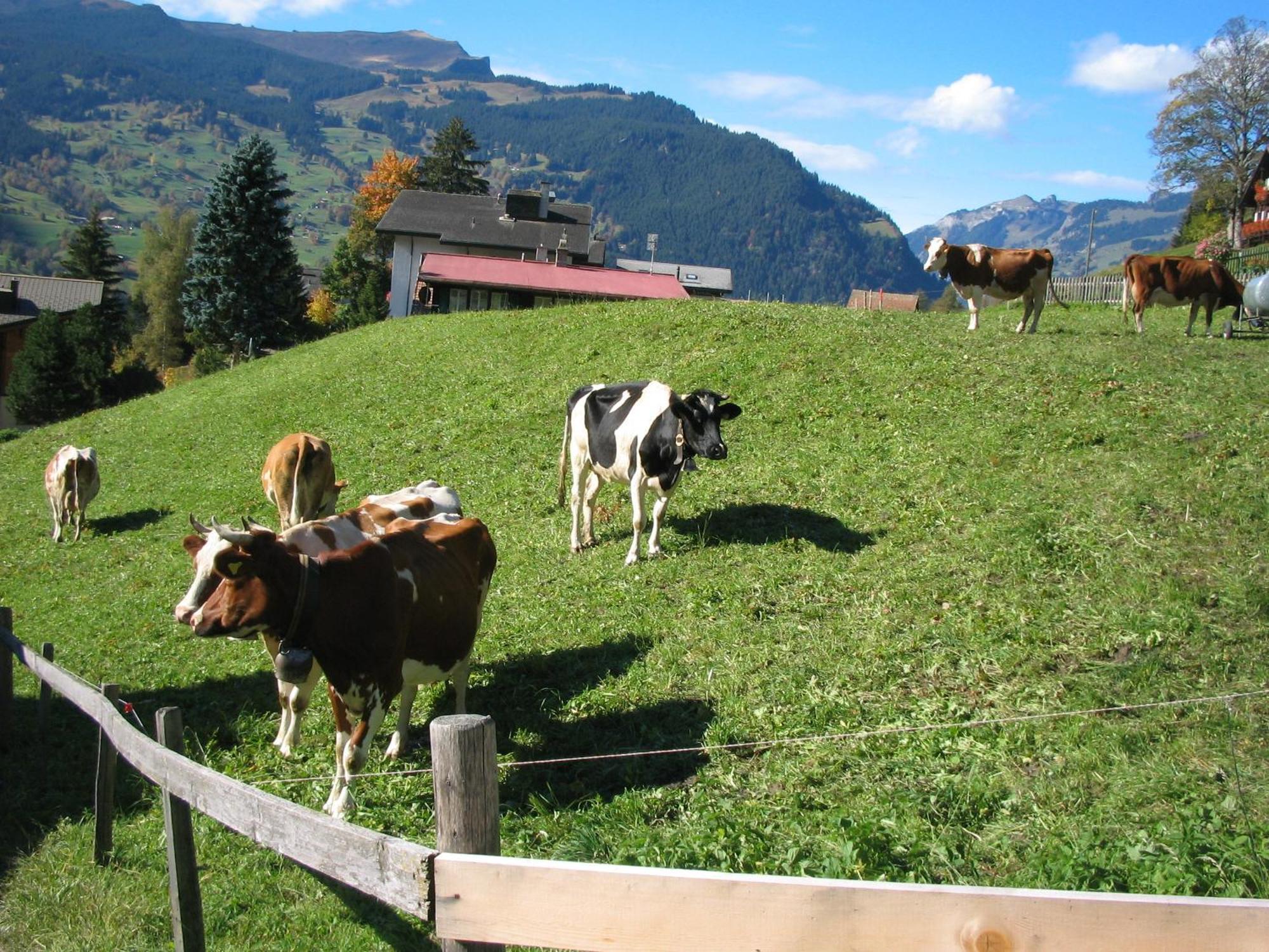 Alpenhof Otel Grindelwald Dış mekan fotoğraf